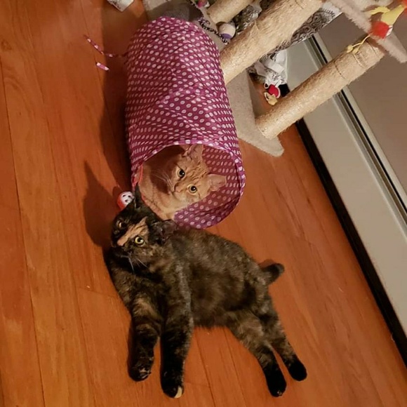 Meet your Posher, Anissa - Picture 4 of 7